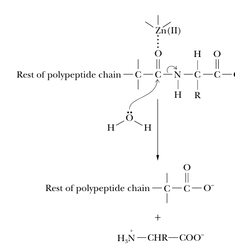 <ul><li><p>catalyzes hydrolysis of C-terminal peptide bonds of proteins</p></li><li><p>Zn polarizes the carbonyl group making it susceptible to attack by water and allowing hydrolysis to proceed more rapidly</p></li></ul><p></p>