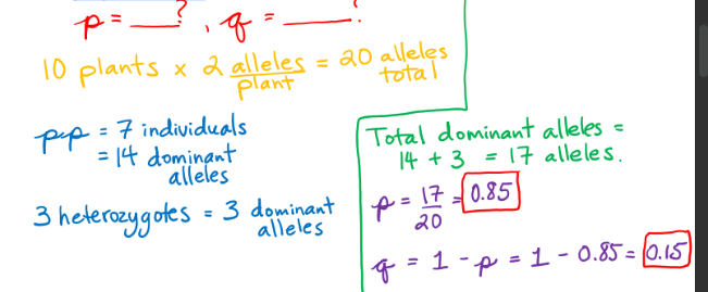 <p>p = 0.85</p><p>q = 0.15</p>
