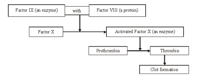 <p><span style="font-family: Arial, sans-serif; line-height: 115%;">The diagram shows part of the metabolic pathway involved in the clotting of blood in response to an injury.</span></p><p><span>Haemophilia is a condition in which blood fails to clot. This is usually because of a mutant allele of the gene for Factor VIII.</span></p><p><span style="font-family: Arial, sans-serif; line-height: 115%;">A boy had haemophilia caused by faulty Factor IX. When his blood was mixed with blood from a haemophiliac with faulty Factor VIII, the mixture clotted. Suggest an explanation for clotting of the mixture. (2) </span></p>
