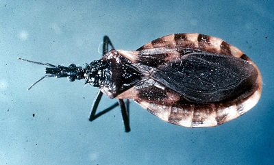 <p>Identify.</p><p>It is a vector of what parasite?</p>