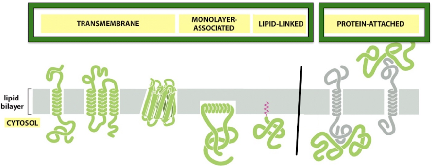 <p>2 categories : integral & peripheral</p><p></p><p><u>Integral:</u></p><ol><li><p>transmembrane</p><ol><li><p>with single alpha helix (SNAREs)</p></li><li><p>with multiple alpha helices (channel proteins)</p></li><li><p>with beta barrel (porins)</p></li></ol></li><li><p>monolayer-associated = in one leaflet of bilayer (smooth ER enzymes)</p></li></ol><img src="https://assets.knowt.com/user-attachments/bf6c31c5-24a4-4ed0-a4bd-eb184ebea3eb.png" data-width="25%" data-align="center"><ol start="3"><li><p>lipid-linked (G-protein-coupled receptors)</p></li></ol><p></p><p>Peripheral:</p><ol start="4"><li><p>protein attached (can be attached to inside or outside of the cell)</p></li></ol><p>ex. spectrin on RBC plasma membrane (inside of RBC)</p><img src="https://assets.knowt.com/user-attachments/a35323ec-d0ee-4bcd-9b3f-1fad0b46be29.png" data-width="25%" data-align="center" alt="RBC must be flexible to fit thru capillaries - allowed by spectrin"><p></p>