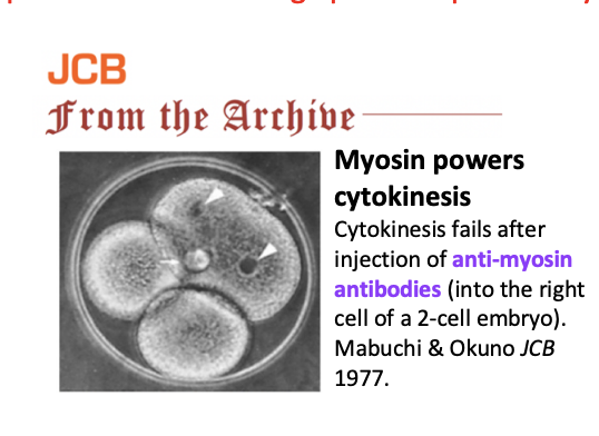 <ul><li><p>EXP: Inject anti-myosin antibodies (into the tight cell of the 2 cell embryo)</p></li><li><p>RESULT: cytokinesis fails</p></li></ul><p></p>