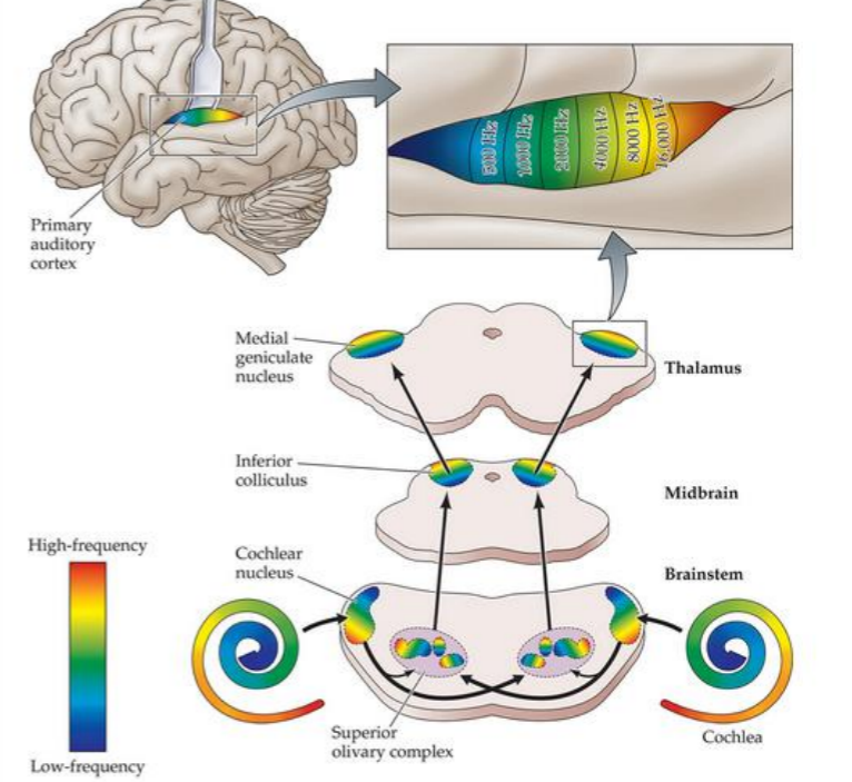 <ul><li><p>S uperior olivary nucleus </p></li><li><p>L ateral lemniscus </p></li><li><p>I nterior colliculus </p></li><li><p>M edical geniculate nucleus </p></li><li><p>To superior temporal gyrus </p></li></ul><p>All levels have tonotopic organization (arranged in a map according to frequencies to which they respond)</p><p></p>