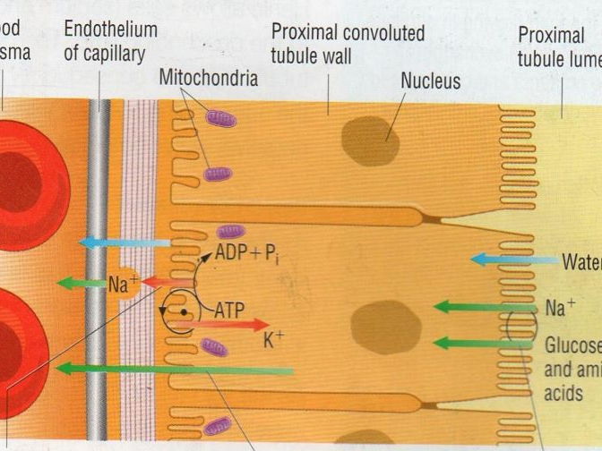 <p>Na+ leave PCT cells and enter blood- sets up conc. gradient of Na+</p><p>Glucose and Na+ ions enter the PCT cells together from the filtrate using specific carried proteins (co-transport)</p><p>Glucose leaves the PCT cell at the other end via a carrier protein and enters the blood flowing through the efferent arteriole</p><p>Low glucose conc, in efferent arteriole + higher conc. in PCT cell- glucose enters blood by facilitated diffusion</p>