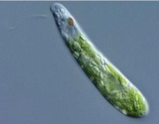 <p>-Single Cell </p><p>-A thick outer membrane called a pellicle </p><p>-Flagellum locomotion </p><p>-have chlorophyll and red eyespot </p><p>-<span style="font-family: "Comic Sans MS";">They are saprozoic (absorb nutrients) and many are autotrophic (</span><span>photosynthesizers</span><span style="font-family: "Comic Sans MS";">).</span></p>