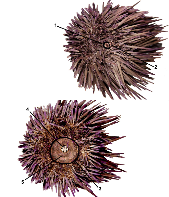 <p>class</p><p>label</p>