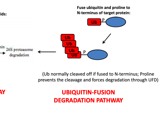 <p>fuses ubiquitin to protein to mark it for degradation</p>