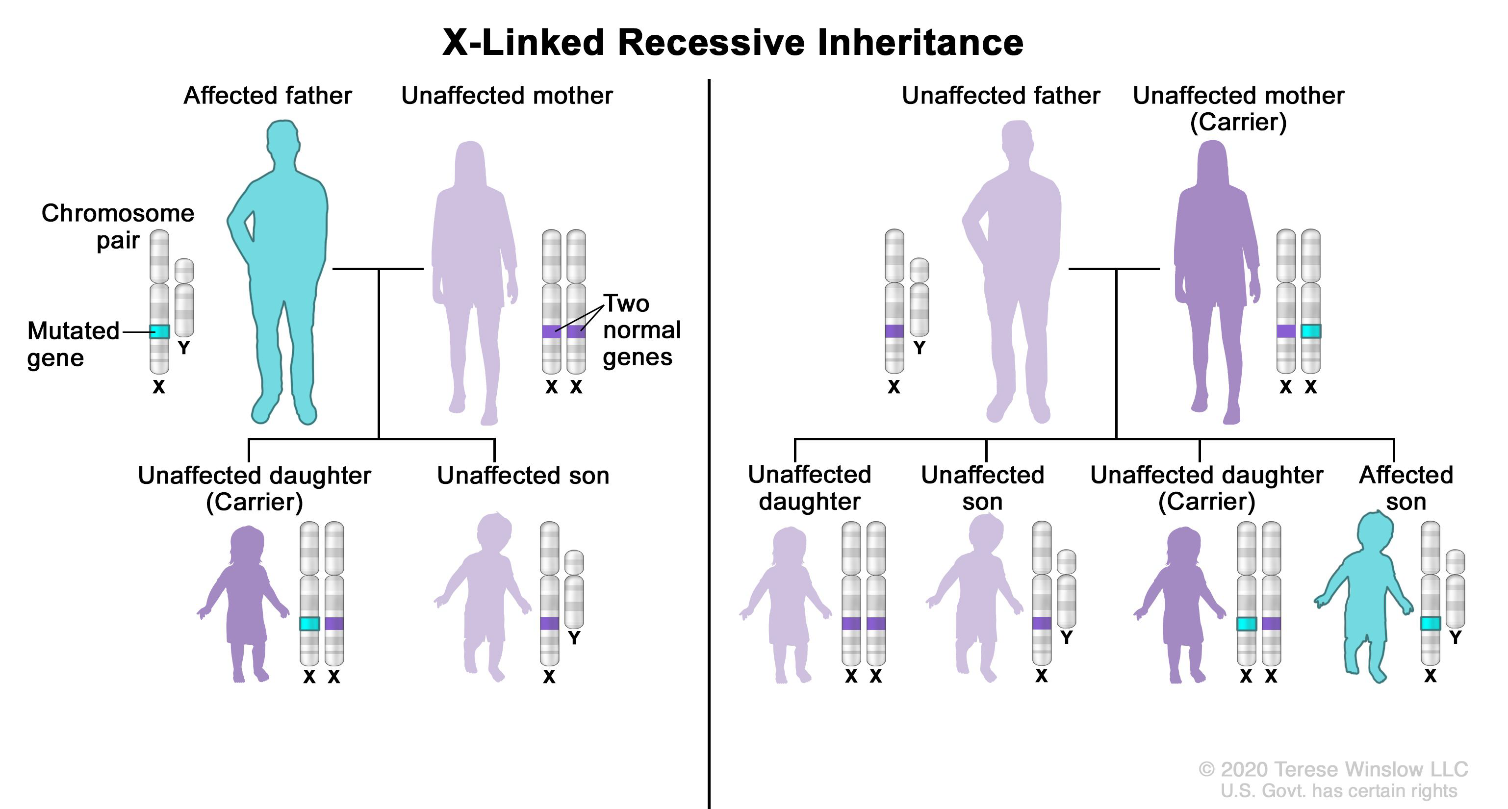 <ul><li><p><span>Individuals require 2 copies of the alleles in order to be affected</span></p></li><li><p><span>Predominantly affect men as possessing the allele for the gene&nbsp;will cause the disease despite being recessive</span></p></li><li><p><span>Women with turner syndrome experience these disorders at similar rates to men due to their single X chromosome</span></p></li></ul><p></p>