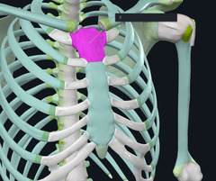 <p>Identify the Structural Landmark Identified by the X Highlighted Pink</p>