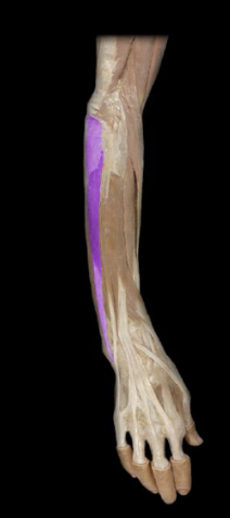 <p>What the highlighted structure is acting on the <strong><mark data-color="#ffdb9c" style="background-color: rgb(255, 219, 156); color: inherit;">Wrist and Hands</mark>.</strong> What muscle is this called?</p>