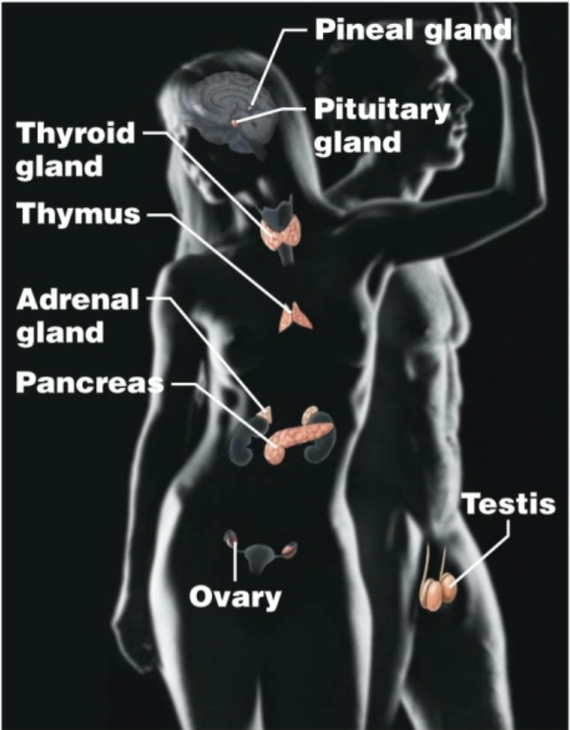 <p>Pituitary gland, pineal gland, thyroid gland, thymus, adrenal glands, pancreas, ovaries/testes<br>Secretes hormones that regulate growth, reproduction, and metabolism</p>