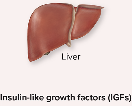 <ul><li><p>The hypothalamus releases growth hormone-releasing hormone (GHRH) into the hypothalamo-hypophyseal portal system and when GHRH reaches the anterior pituitary it stimulates specific cells of the anterior pituitary (somatotropes) to release growth hormone (GH) (or somatotropin) into the general blood circulation. </p></li><li><p>Growth hormone(GH) stimulates the liver to release insulin-like growth factors(IGFs) (or somatomedins). Growth hormone and IGFs functions synergistically to stimulate cell growth and cell division, particularly within the skeletal and muscular systems. </p></li></ul><p></p>