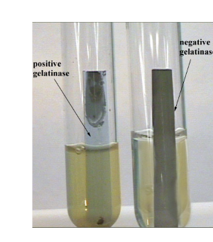 <p>Example <strong>positive</strong> bacteria in a gelatin Hydrolysis test?</p>