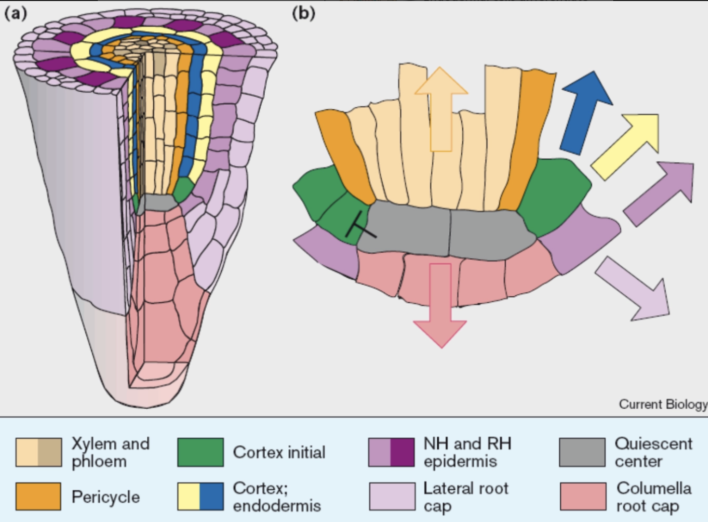 <p>in roots, it is the genetic program area in root to prime cells to active gene expression to create secondary roots or lateral roots</p>