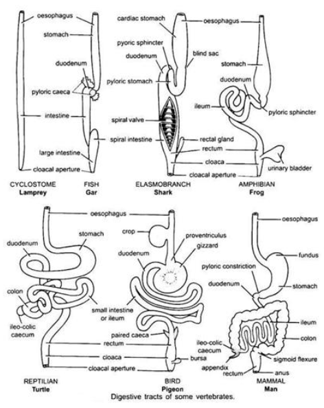 <ul><li><p>Comparative digestive systems in vertebrates vary significantly depending on diet, metabolic demands, and lifestyle adaptations</p></li><li><p>Herbivores, carnivores, and omnivores exhibit distinct structural differences that reflect the type of food they consume and the complexity of digestion required</p></li><li><p>Major variations among vertebrates include differences in stomach structure and the overall length and organization of the digestive tube</p></li></ul><p></p>