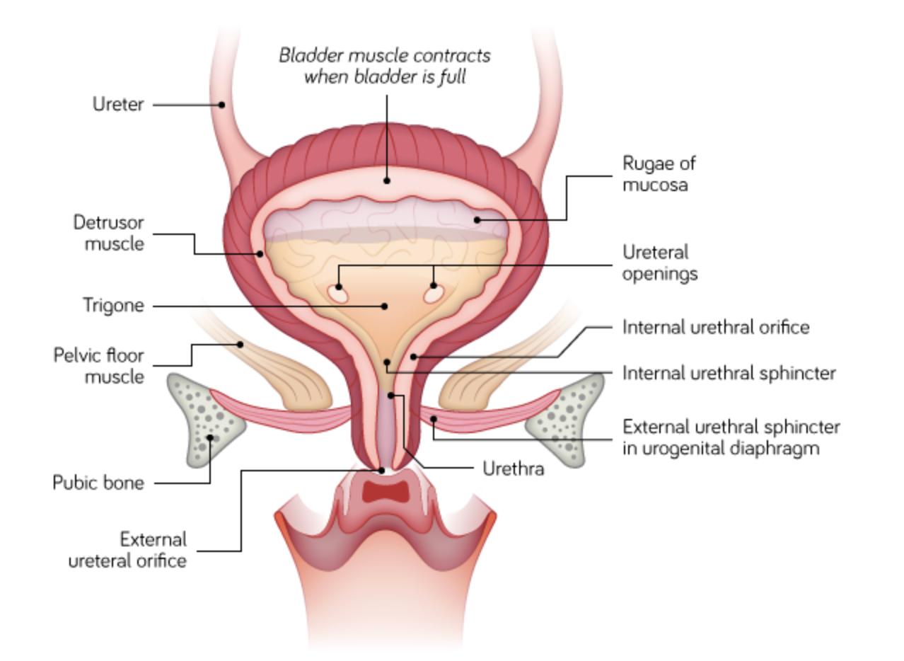 <p><span>At the junction between the bladder and the urethra is a smooth muscle sphincter, the internal urethral sphincter. </span></p><ul><li><p><span>This is controlled by autonomic innervation. </span></p></li></ul><ul><li><p><span>The </span><strong>internal urethral sphincter</strong><span> is only found in males and it prevents ejaculatory reflux of semen into bladder. </span></p></li></ul><p></p>