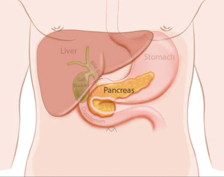 <ul><li><p>Behind the stomach &amp; in front of spine.</p></li><li><p>Both endocrine and exocrine functions</p></li><li><p>Secretes Alpha Cells (Glucagon) and Beta Cells (Insulin)</p></li></ul><p></p>