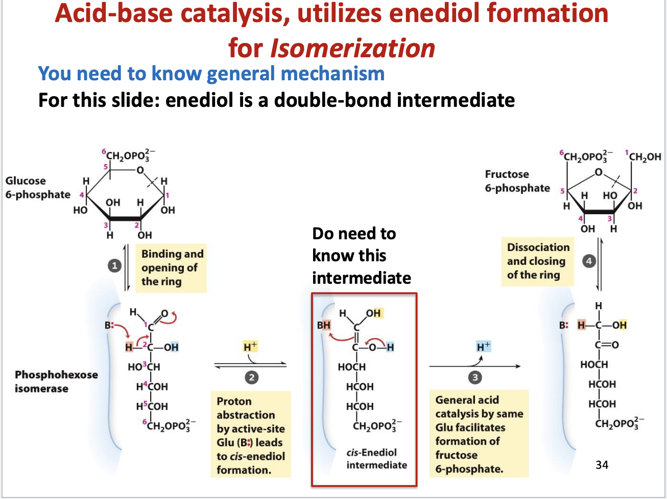<p><strong>Enzyme:</strong> Phosphoglucose/Phosphohexose Isomerase</p><p><strong>Mechanism:</strong></p><ol><li><p><strong>Ring Opening:</strong></p><ul><li><p>Enzyme binds <strong>G6P</strong> and opens the 6-membered pyranose ring → linear chain.</p></li></ul></li><li><p><strong>Proton Abstraction &amp; Enediol Formation:</strong></p><ul><li><p><strong>Glutamate (B:)</strong> abstracts proton from <strong>C2</strong> → forms <strong>cis-Enediol intermediate</strong> (double bond between C1-C2, two -OH groups)</p></li><li><p><strong>Key intermediate</strong> – must know for exams</p></li></ul></li><li><p><strong>General Acid Catalysis:</strong></p><ul><li><p>Proton added back “upside down”</p></li><li><p><strong>C1</strong> (aldehyde → alcohol)</p></li><li><p><strong>C2</strong> (alcohol → ketone)</p></li><li><p>Converts <strong>aldose (glucose)</strong> → <strong>ketose (fructose)</strong></p></li></ul></li><li><p><strong>Ring Closing:</strong></p><ul><li><p>F6P forms a 5-membered <strong>furanose ring</strong></p></li><li><p>Product leaves enzyme</p></li></ul></li></ol><p><strong>Why Important:</strong></p><ul><li><p>Moves carbonyl from <strong>C1 → C2</strong> → primes for <strong>Step 4 (Aldolase cleavage)</strong></p></li><li><p>Easier symmetrical cleavage of 6-carbon sugar</p></li></ul><p><strong>Key Exam Points:</strong></p><ul><li><p><strong>Intermediate:</strong> cis-Enediol</p></li><li><p><strong>Catalysis type:</strong> General acid-base</p></li><li><p><strong>Active site residue:</strong> Glutamate (Glu) acts as base</p></li></ul><p></p>