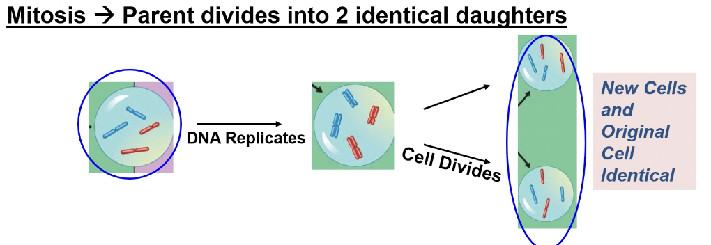 <p>parent divides into 2 identical daughters (2 —> 4)</p>