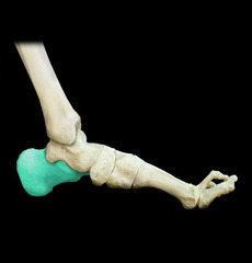 <p>heel of foot (back)</p>