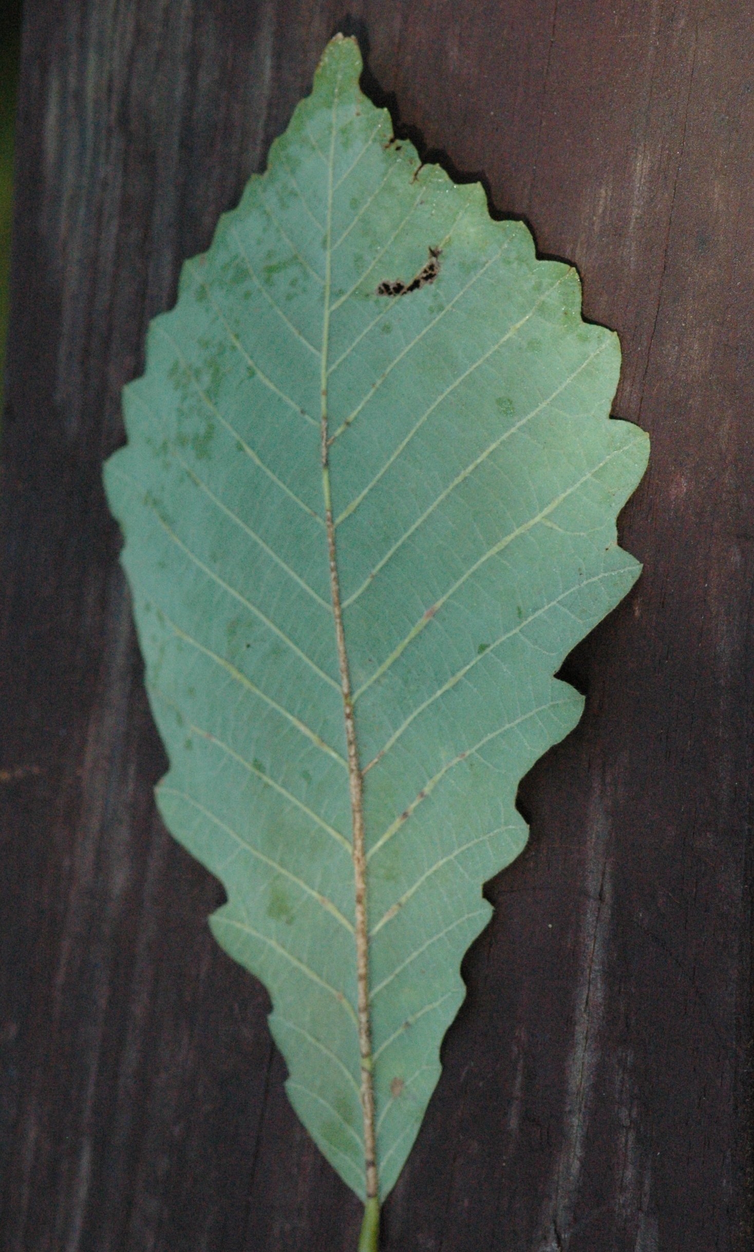 <p>Quercus michauxii</p>