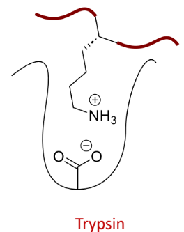 <p>what does this protease bind</p>