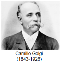 <p>What did Camillo Golgi develop?</p>