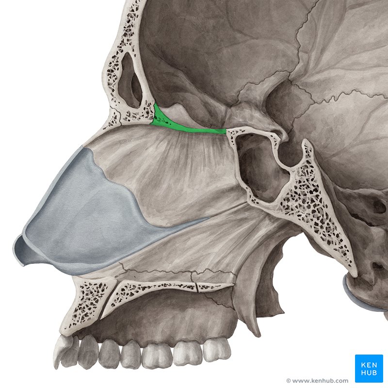<p>horizontal, depressed bony plate on either side of the crista galli</p>