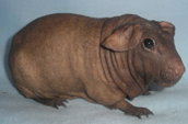 <p>welke type cavia is dit</p>