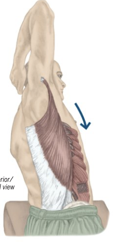 <p>Trunk Lateral Flexion Assist </p>