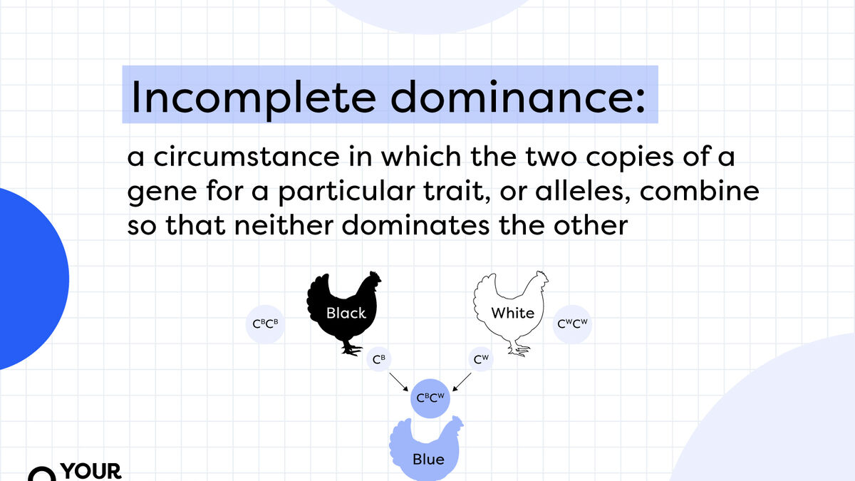 <p>When one allele is not completely dominant over another, resulting in a blended phenotype.</p>