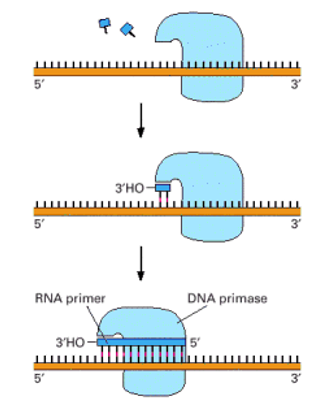 <p><span>This reaction is catalyzed by <em>DNA primase,</em> the enzyme that synthesizes the short RNA primers made on the lagging strand using DNA as a template. Unlike DNA polymerase, this enzyme can start a new polynucleotide chain by joining two nucleoside triphosphates together. The primase synthesizes a short polynucleotide in the 5′-to-3′ direction and then stops, making the 3′ end of this primer available for the DNA polymerase</span></p>
