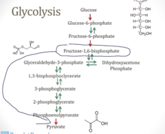 <p>- Inhibitors: ATP and Alanine</p><p>- Inducers: Fructose-1,6-BP (Feedforward activation)</p>