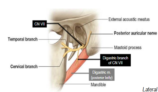 <p>Trunk innervates stylohyoid and posterior</p><p>Belly of digastric mm</p>