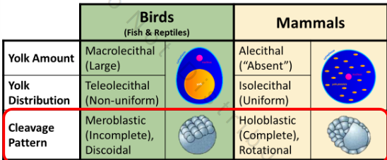 <p>Yolk→ Alecithal [absent]</p><p>Yolk distribution→ Isolecithal [uniform]</p><p>Cleave pattern→ holoblastic [complete], rotational → yolk involved in same division</p>