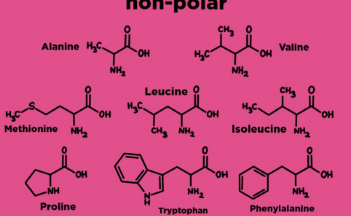 <p>R Groups made of **mostly hydrocarbons or rings</p>