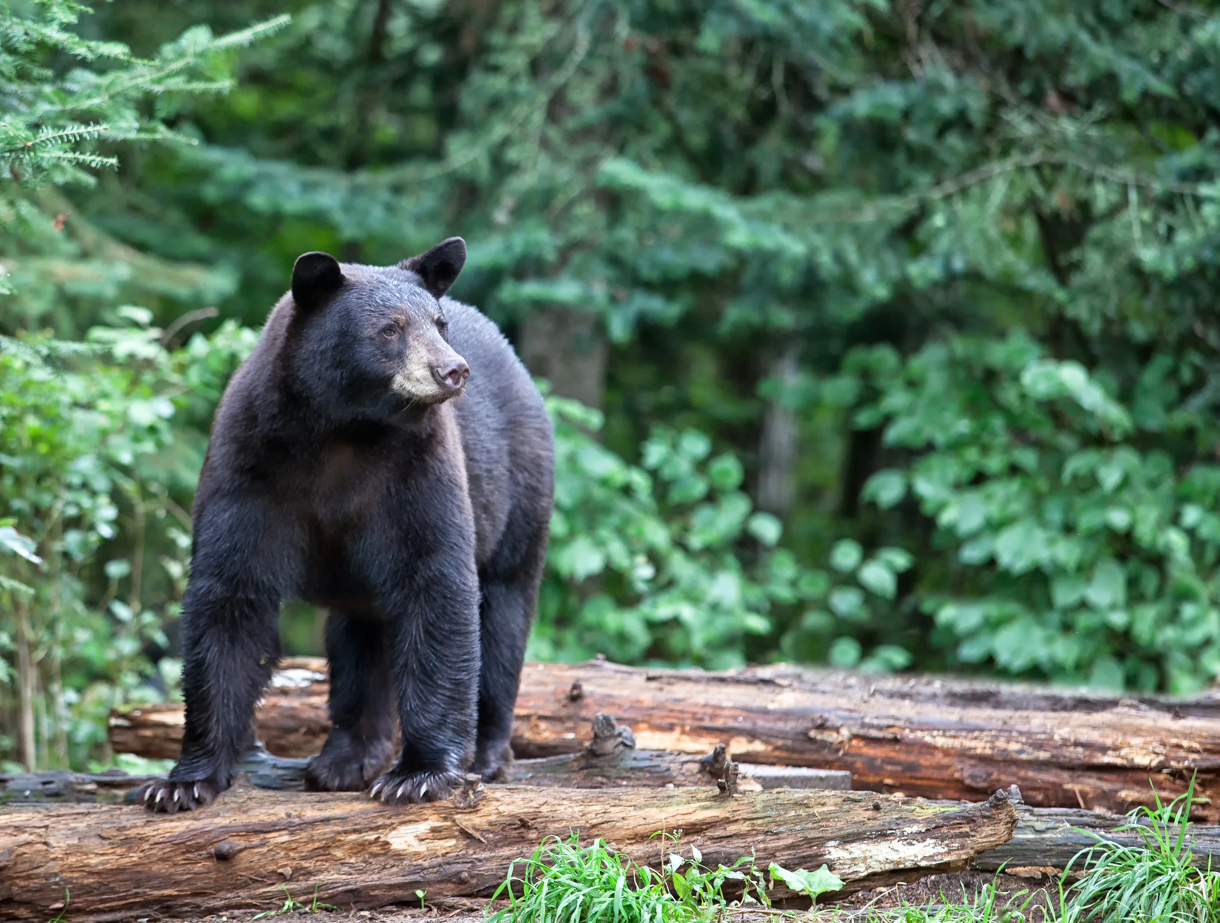 <p>A species that lives in its historical range typically where it had lived for thousands of years </p>