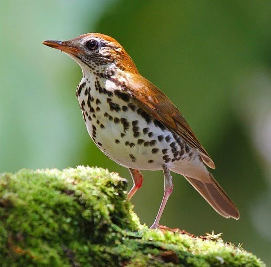 <p>Wood Thrush</p>