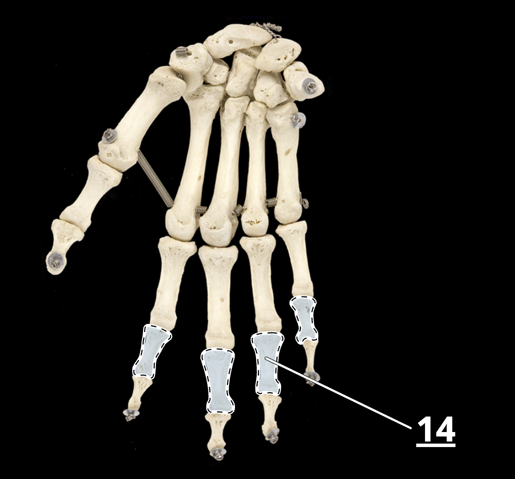 <p>14</p>