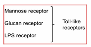 <p>Receptores específicos que les permitan reconocer qué hay que fagocitar</p>