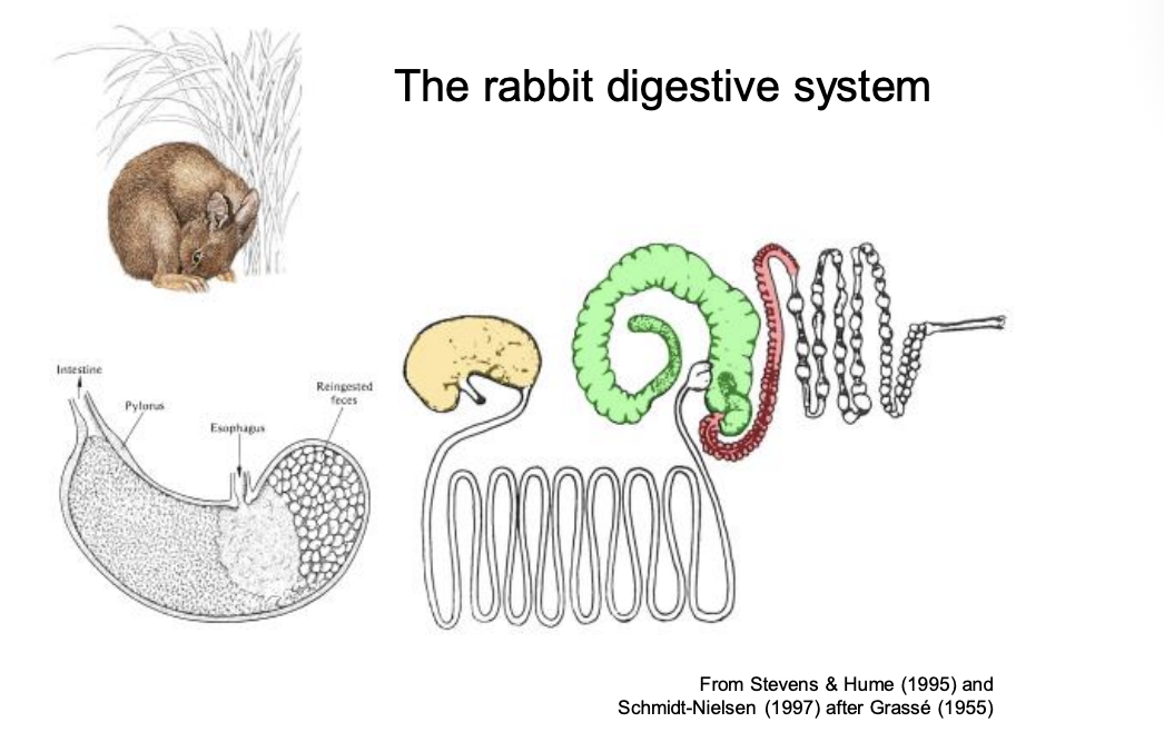 <p><strong>Coprophagy</strong>→ eat feaces (but not really feaces) <strong>ceacal pellets</strong></p><ol><li><p>urea enters the large intestine from blood</p></li><li><p>can be convreted into microbial protein</p></li><li><p>BUT has no means to break this down so often lost in faces</p></li><li><p><strong>THEREFORE reingest</strong> microbial protein (that would otherwise be lost because oly found in the hind gut (cannot be digested by the stomach because already passed)</p></li><li><p>remain as nodules in the stomach for a while</p></li><li><p>have a phosphate buffered, strong mucus envelope</p><ul><li><p>protects the bacteria from stomach acid</p></li></ul></li><li><p>allows to continue to ferment for 6 hours in fundus</p></li><li><p>eventually broken down</p></li><li><p>broken down the small intestine</p></li><li><p><strong>improves nitrogen use efficiency</strong></p></li></ol><p><em>mainly in small animals</em></p>