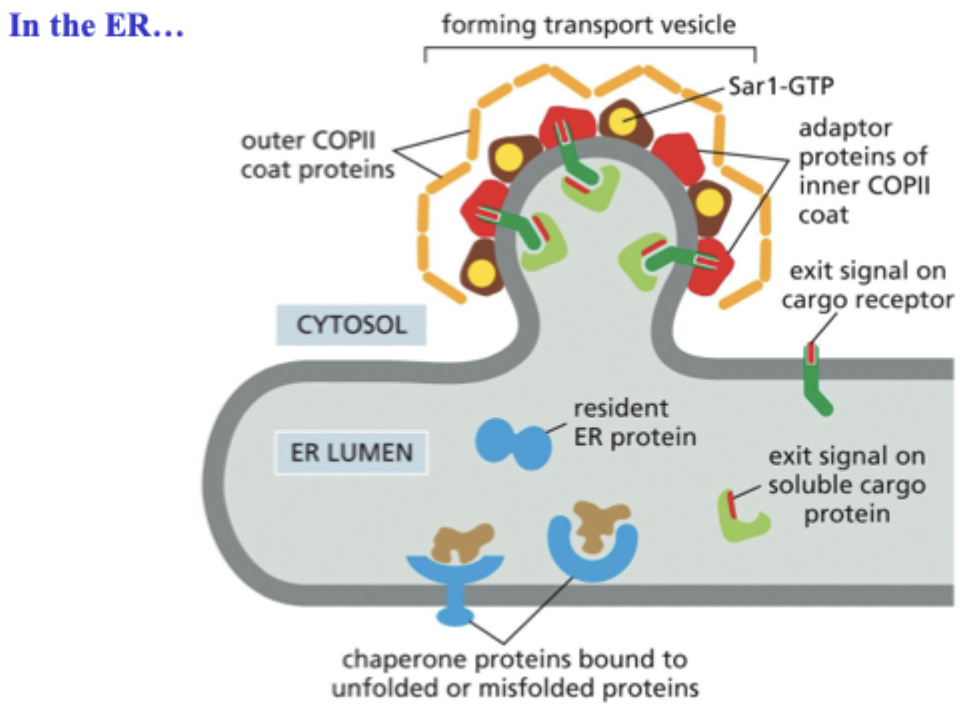 <p>What GTPase initiates COPII budding?</p>