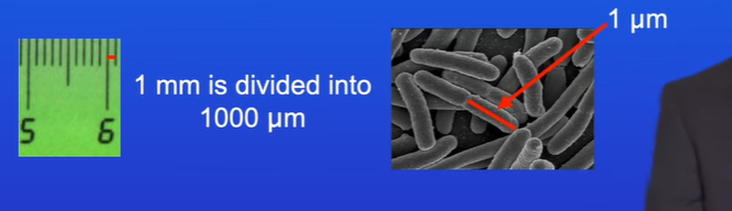 <p>A micrometre. This is about the size of bacterium</p>