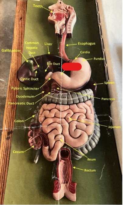 <p>Digestive System</p>