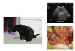 <p>What is this cat likely suffering from?</p>
