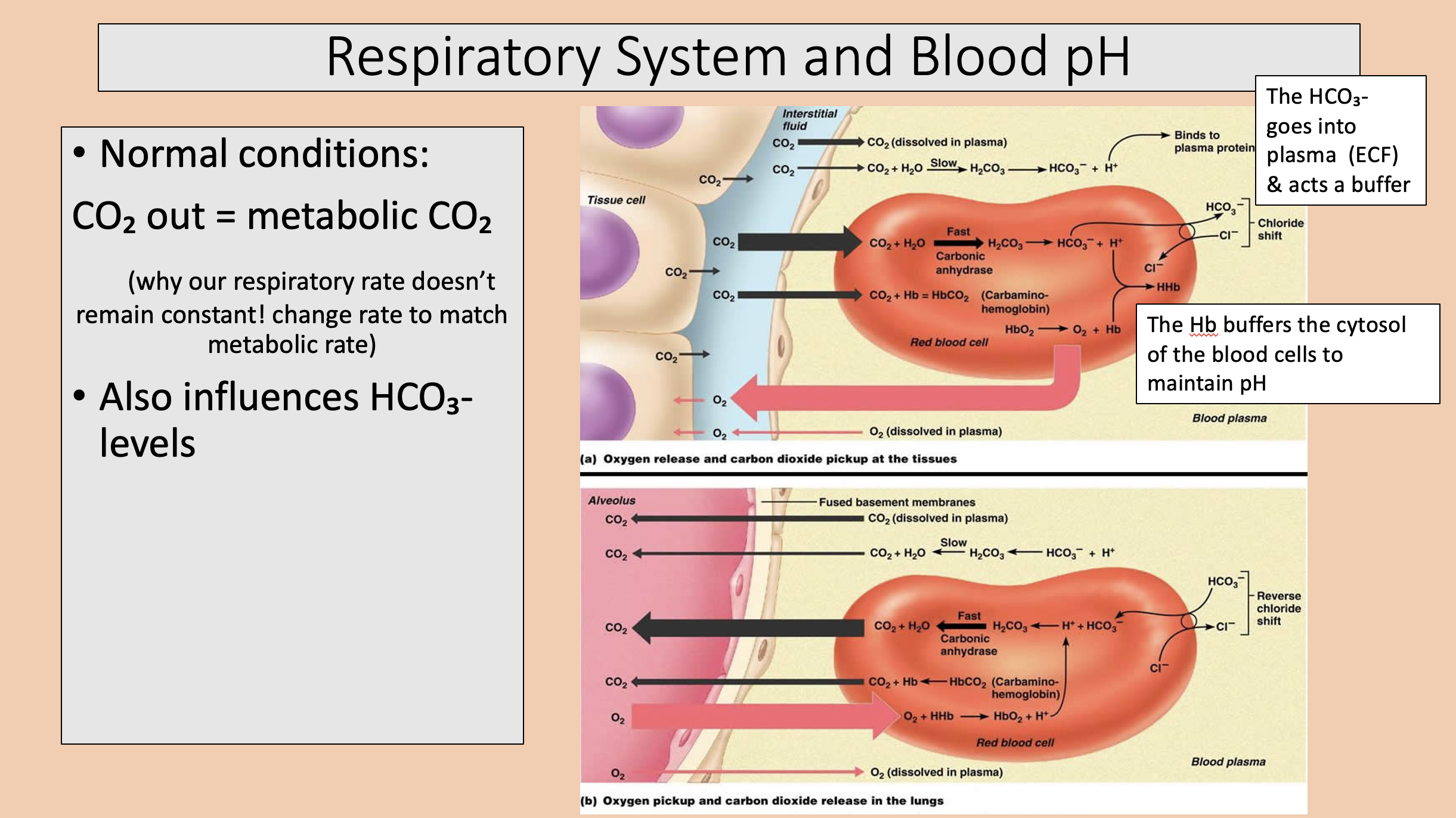 <p><span>metabolic CO<sub>2</sub></span></p>