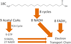 <p>When fatty acids undergo oxidation, electrons are stripped from these reduced carbons and transferred to electron carriers such as <strong>NAD⁺ and FAD</strong>, forming NADH and FADH₂.</p><p></p><p>What do these carriers do?</p>
