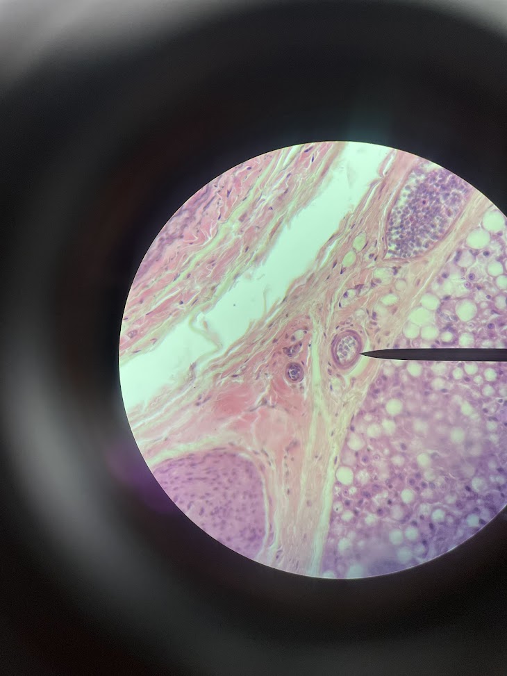 <p>structure name</p>