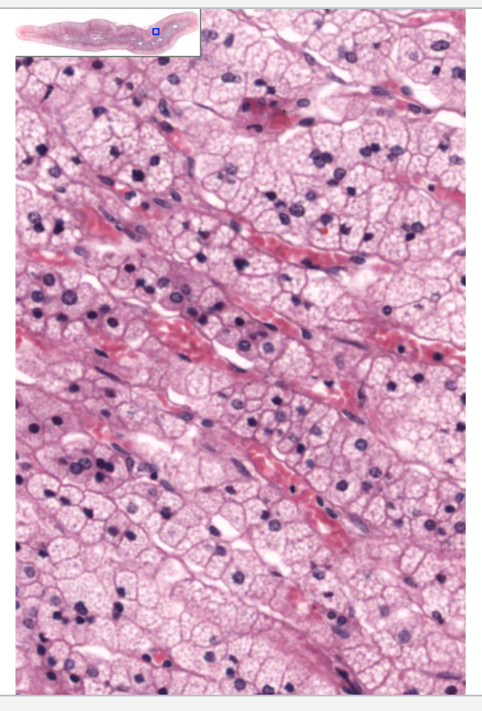 <p>In zona fasciculata in the kidney</p>