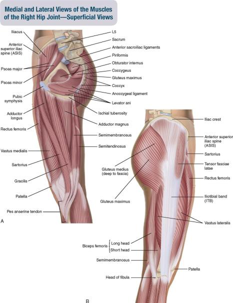 <ol><li><p>iliacus: hip flexion</p></li><li><p>psoas major: fip flexion</p></li><li><p>sartorius: hip abduction, flexion, lateral rotation</p></li><li><p>rectus femoris: hip flexion</p></li><li><p>tensor fasciae latae (TFL): hip flexion, abduction, medial rotation</p></li><li><p>gluteus maximus: hip extension, lateral rotation, adduction</p></li><li><p>gluteus medius: hip abduction</p></li><li><p>piriformis, obturator internus: laterally rotate the hip</p></li><li><p>adductor longus: adduct and flex the hip</p></li><li><p>gracilis: adduct and flex the hip</p></li><li><p>adductor magnus: adduct and flex the hip</p></li><li><p>long head of biceps femoris: hip extension</p></li><li><p>semitendinosus: hip extension</p></li><li><p>semimembranosus: hip extension</p></li></ol><p></p>